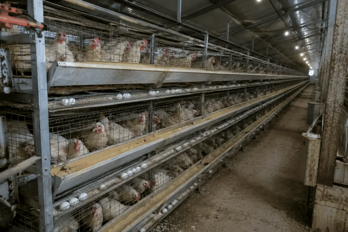 IX-BR40 Breeder Cage System machinery in its operating environment