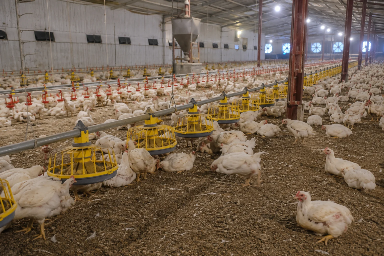 Rearing & Breeder Systems project installation